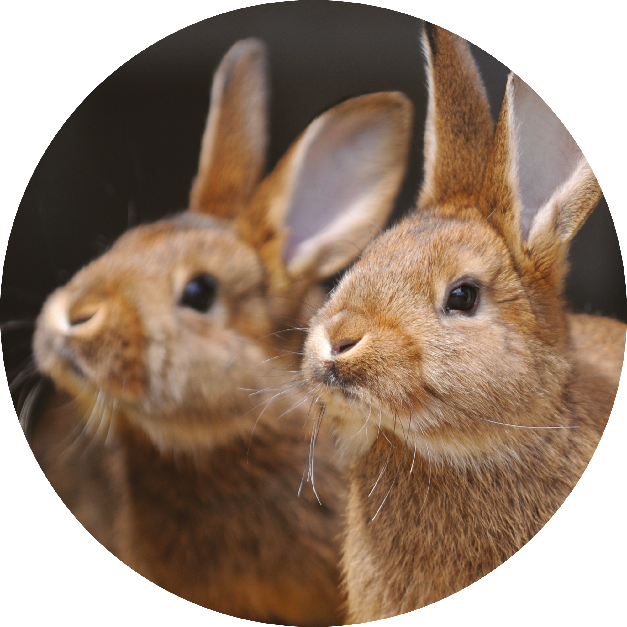 Rabbit reproduction training - 2 days on site - Reference 024103