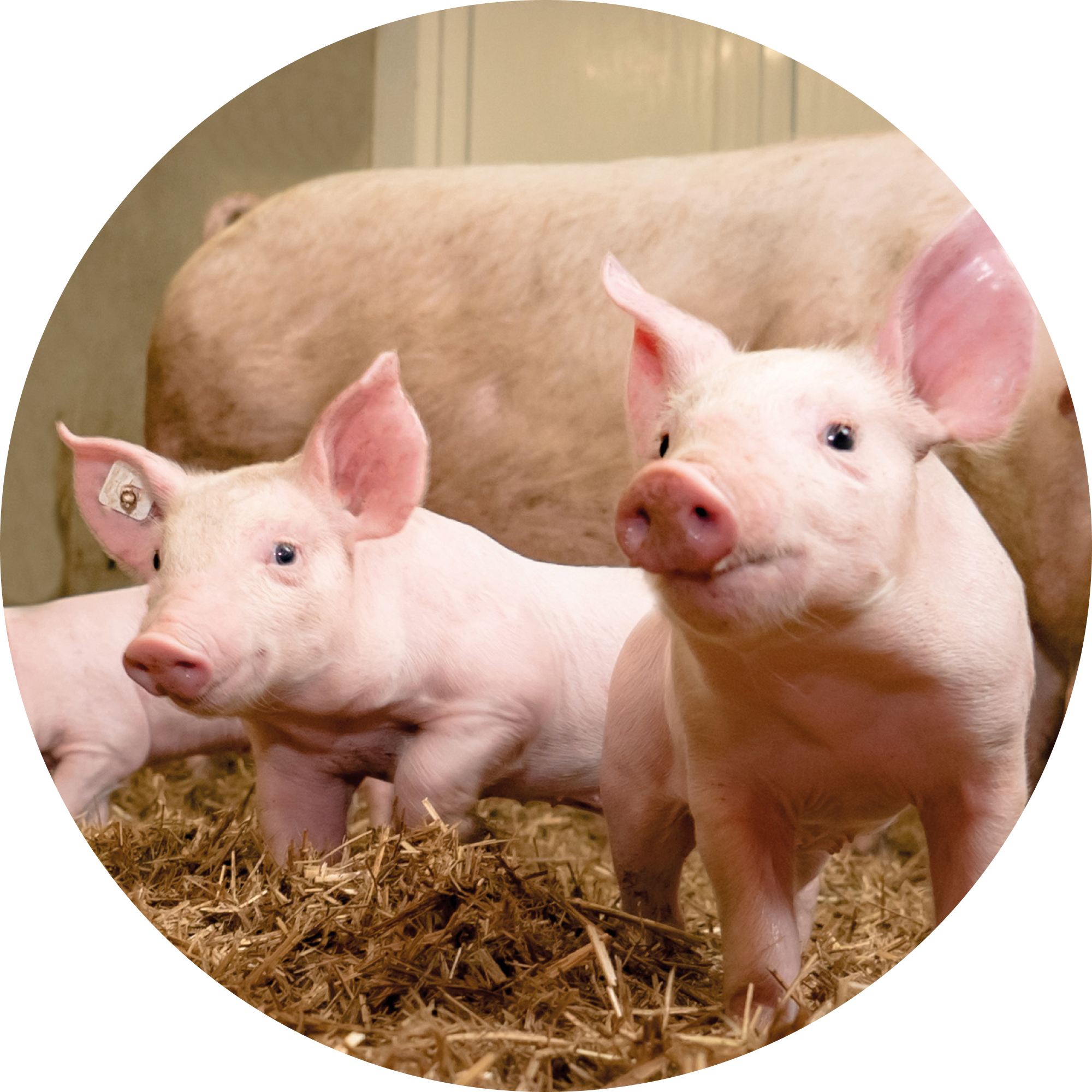 Swine semen processing training - 3 days on site - Reference 024811