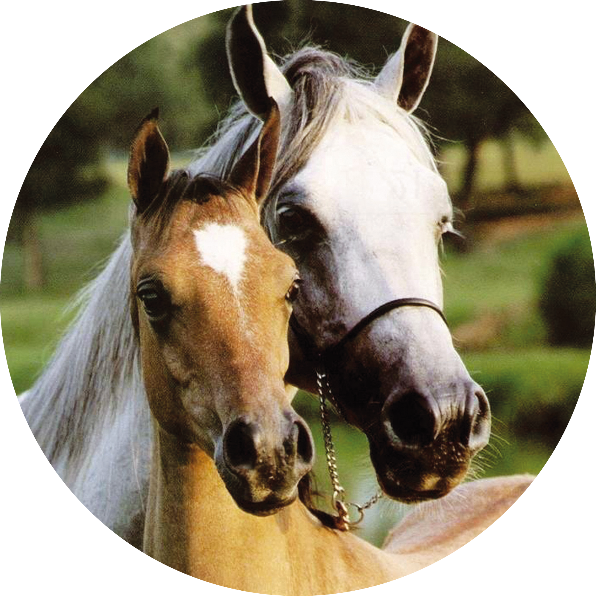 Equine reproduction training - 3 days at IMV and IFCE - Reference 023879